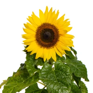 Choco Sun Sunflower Seeds - Heirloom, Open-Pollinated Mix - 25 Seeds - Image 6