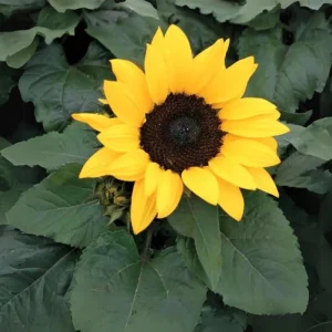 Choco Sun Sunflower Seeds - Heirloom, Open-Pollinated Mix - 25 Seeds - Image 7