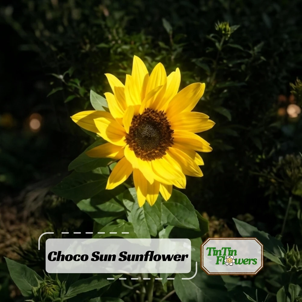 Choco Sun Sunflower Seeds - Heirloom, Open-Pollinated Mix - 25 Seeds - Image 1