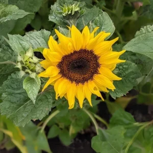 Choco Sun Sunflower Seeds - Heirloom, Open-Pollinated Mix - 25 Seeds - Image 8