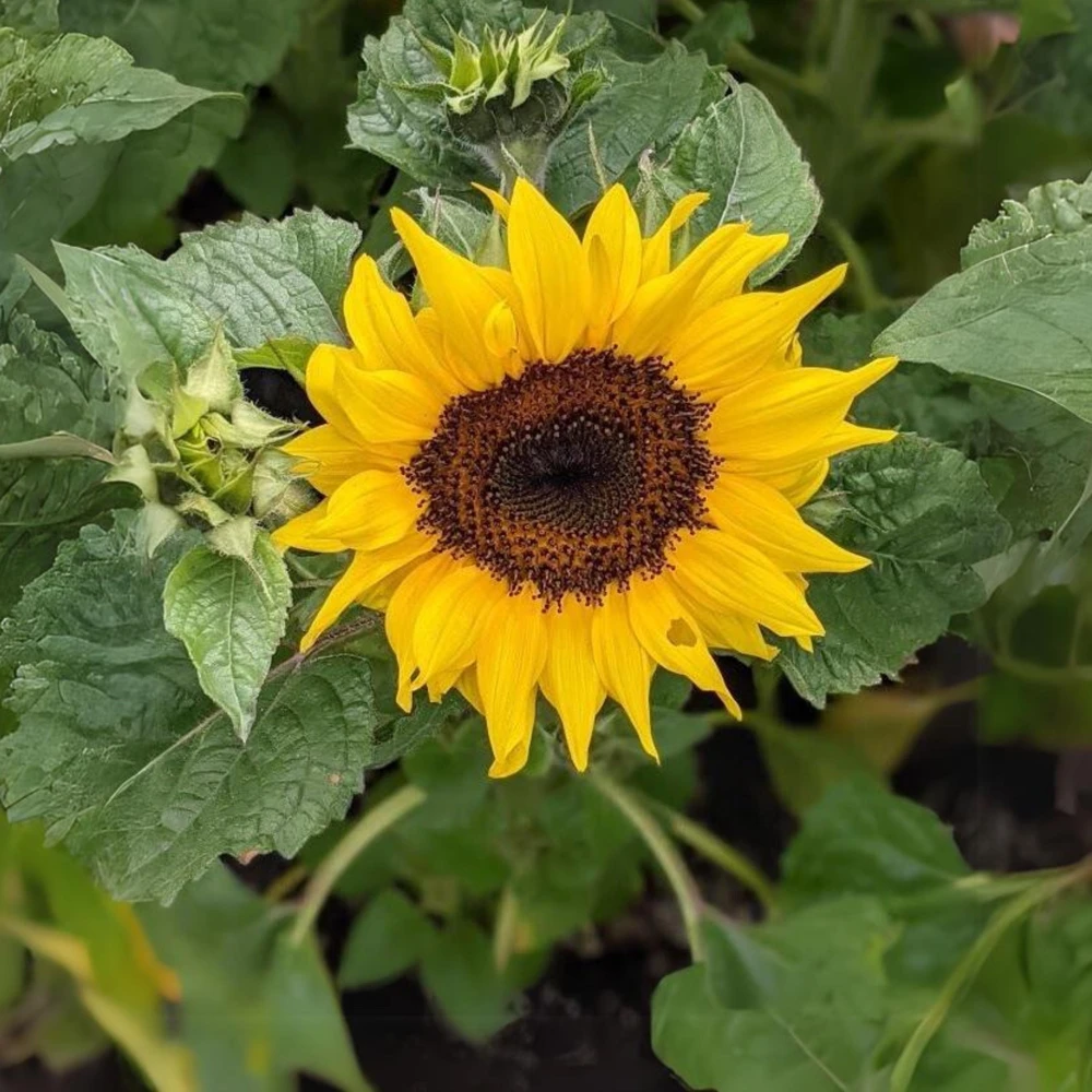 Choco Sun Sunflower Seeds - Heirloom, Open-Pollinated Mix - 25 Seeds - Image 8