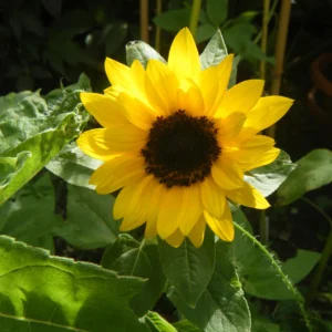 Choco Sun Sunflower Seeds - Heirloom, Open-Pollinated Mix - 25 Seeds - Image 9