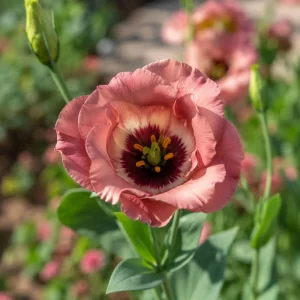 Chocolate Lisianthus Seeds - Pucchino Choco Eustoma - Double Rose Blooms - 20 Seed Pack - Annual Flower - Image 3