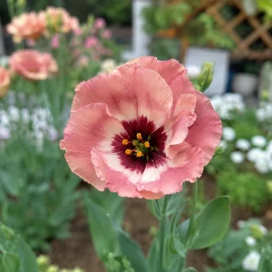 Chocolate Lisianthus Seeds - Pucchino Choco Eustoma - Double Rose Blooms - 20 Seed Pack - Annual Flower - Image 4
