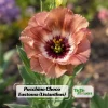 Chocolate Lisianthus Seeds - Pucchino Choco Eustoma - Double Rose Blooms - 20 Seed Pack - Annual Flower - Image 1