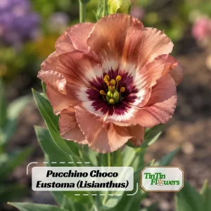 Chocolate Lisianthus Seeds - Pucchino Choco Eustoma - Double Rose Blooms - 20 Seed Pack - Annual Flower - Image 1