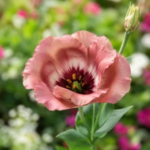Chocolate Lisianthus Seeds - Pucchino Choco Eustoma - Double Rose Blooms - 20 Seed Pack - Annual Flower - Image 5