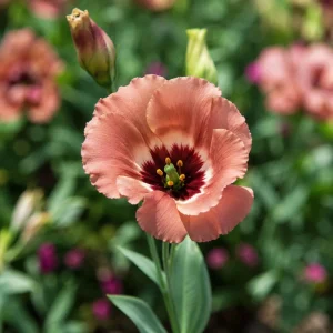 Chocolate Lisianthus Seeds - Pucchino Choco Eustoma - Double Rose Blooms - 20 Seed Pack - Annual Flower - Image 8