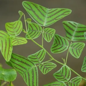 Christia Obcordata Live Plant - Butterfly Plant - 3.25in Pot - Indoor/Outdoor - Image 2