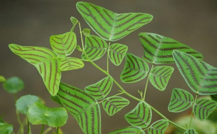 Christia Obcordata Live Plant - Butterfly Plant - 3.25in Pot - Indoor/Outdoor - Image 2