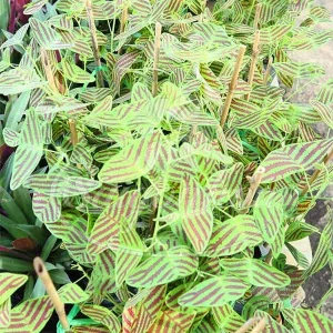Christia Obcordata Live Plant - Butterfly Plant - 3.25in Pot - Indoor/Outdoor - Image 3