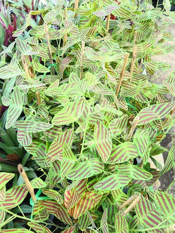 Christia Obcordata Live Plant - Butterfly Plant - 3.25in Pot - Indoor/Outdoor - Image 3