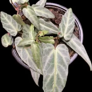 Cissus Amazonica Live Plant – 3.25in Pot – Unique Indoor Vine - Image 2