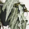 Cissus Amazonica Live Plant – 3.25in Pot – Unique Indoor Vine - Image 1