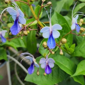 Clerodendrum Blue Butterfly Live Plant – 4 inch Nursery Pot – Indoor/Outdoor - Image 2