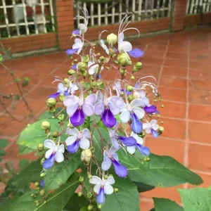 Clerodendrum Blue Butterfly Live Plant – 4 inch Nursery Pot – Indoor/Outdoor - Image 3
