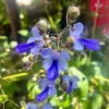 Clerodendrum Blue Butterfly Live Plant – 4 inch Nursery Pot – Indoor/Outdoor - Image 1