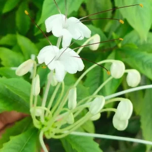 Clerodendrum Musical Note Live Plant – 4 inch Pot – Unique Indoor/Outdoor - Image 2