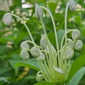 Clerodendrum Musical Note Live Plant – 4 inch Pot – Unique Indoor/Outdoor - Image 1