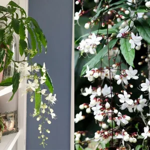 Clerodendrum Smithianum Live Plant – Pagoda Flower – 4-inch Nursery Pot - Image 2