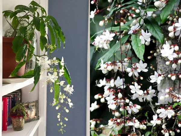 Clerodendrum Smithianum Live Plant – Pagoda Flower – 4-inch Nursery Pot - Image 2