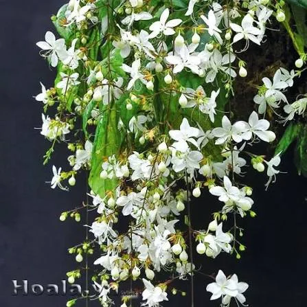 Clerodendrum Smithianum Live Plant – Pagoda Flower – 4-inch Nursery Pot - Image 3