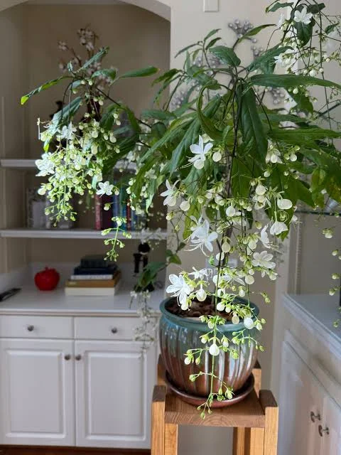 Clerodendrum Smithianum Live Plant – Pagoda Flower – 4-inch Nursery Pot - Image 1