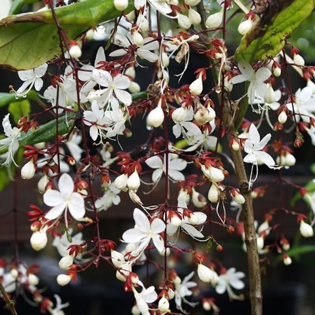 Clerodendrum Wallichii Live Plant - 4" Nursery Pot - Indoor Flowering Plant - Image 2