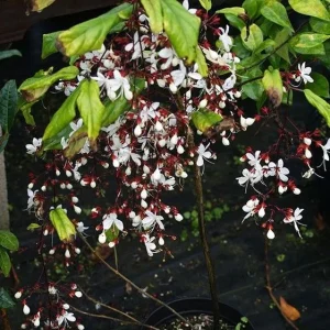 Clerodendrum Wallichii Live Plant - 4