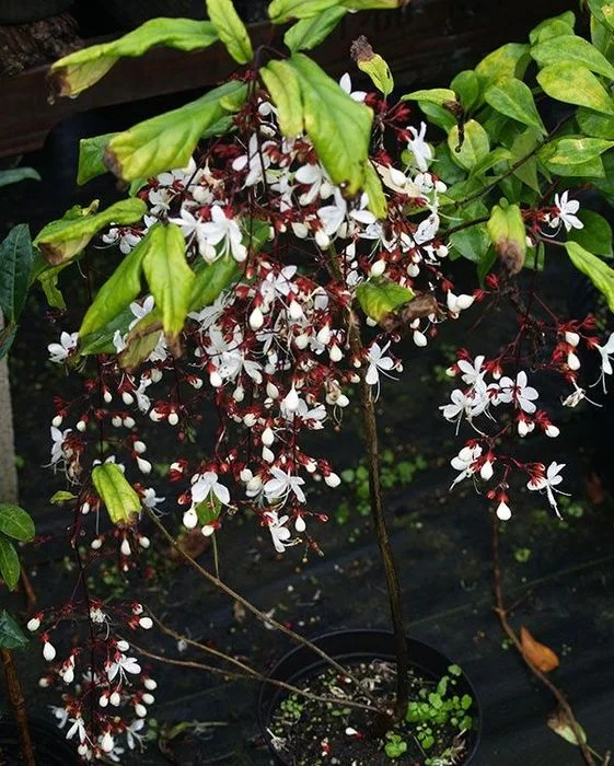 Clerodendrum Wallichii Live Plant - 4" Nursery Pot - Indoor Flowering Plant - Image 3