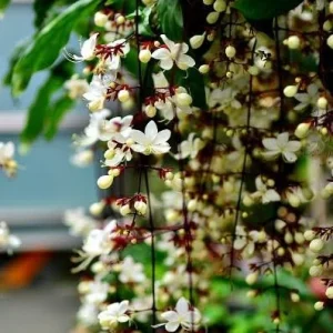 Clerodendrum Wallichii Live Plant - 4