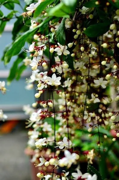 Clerodendrum Wallichii Live Plant - 4" Nursery Pot - Indoor Flowering Plant - Image 4