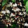 Clerodendrum Wallichii Live Plant - 4" Nursery Pot - Indoor Flowering Plant - Image 1