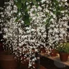 Clerodendrum Wallichii Live Plant - 4 to 6 Inch Tall, Indoor/Outdoor - Image 1