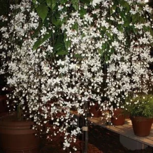 Clerodendrum Wallichii Live Plant - 4 to 6 Inch Tall, Indoor/Outdoor - Image 1