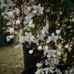 Clerodendrum Wallichii Live Plant - 4 to 6 Inch Tall, Indoor/Outdoor - Image 2