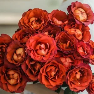 Coffee Break Rose Seeds - Perennial Flower Seeds - 30 Seed Pack - Grow Your Own Roses - Image 10