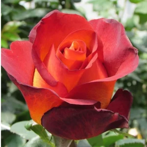 Coffee Break Rose Seeds - Perennial Flower Seeds - 30 Seed Pack - Grow Your Own Roses - Image 11