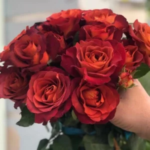 Coffee Break Rose Seeds - Perennial Flower Seeds - 30 Seed Pack - Grow Your Own Roses - Image 12