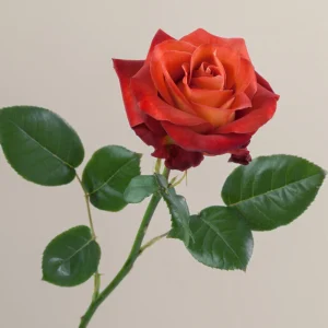 Coffee Break Rose Seeds - Perennial Flower Seeds - 30 Seed Pack - Grow Your Own Roses - Image 13