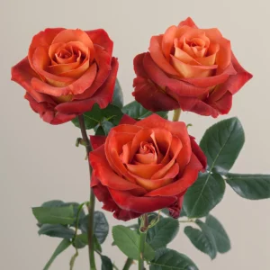 Coffee Break Rose Seeds - Perennial Flower Seeds - 30 Seed Pack - Grow Your Own Roses - Image 14