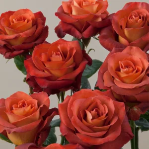 Coffee Break Rose Seeds - Perennial Flower Seeds - 30 Seed Pack - Grow Your Own Roses - Image 15