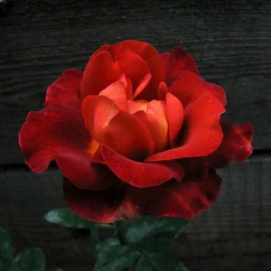 Coffee Break Rose Seeds - Perennial Flower Seeds - 30 Seed Pack - Grow Your Own Roses - Image 16