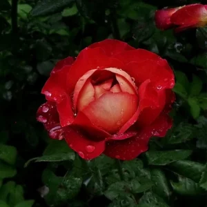 Coffee Break Rose Seeds - Perennial Flower Seeds - 30 Seed Pack - Grow Your Own Roses - Image 17
