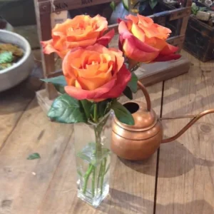 Coffee Break Rose Seeds - Perennial Flower Seeds - 30 Seed Pack - Grow Your Own Roses - Image 2