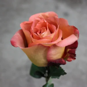 Coffee Break Rose Seeds - Perennial Flower Seeds - 30 Seed Pack - Grow Your Own Roses - Image 3