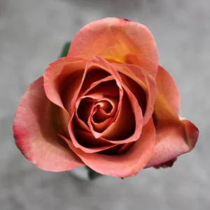 Coffee Break Rose Seeds - Perennial Flower Seeds - 30 Seed Pack - Grow Your Own Roses - Image 4