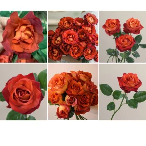 Coffee Break Rose Seeds - Perennial Flower Seeds - 30 Seed Pack - Grow Your Own Roses - Image 5