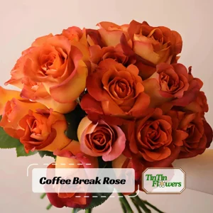 Coffee Break Rose Seeds - Perennial Flower Seeds - 30 Seed Pack - Grow Your Own Roses - Image 1