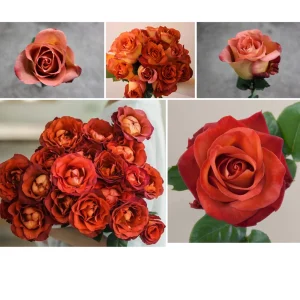 Coffee Break Rose Seeds - Perennial Flower Seeds - 30 Seed Pack - Grow Your Own Roses - Image 6